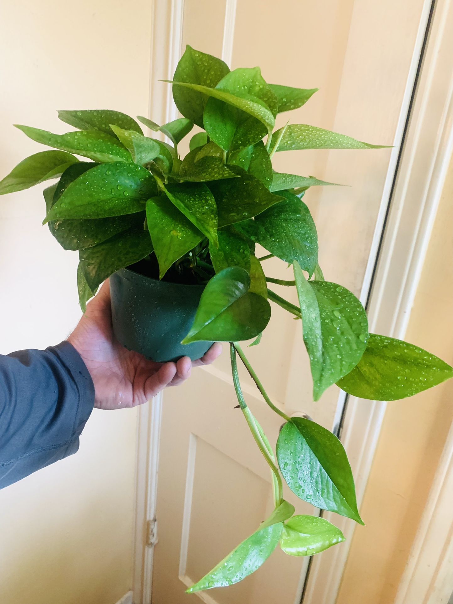 Live indoor Green Queen Pothos plant in a plastic nursery pot—firm price