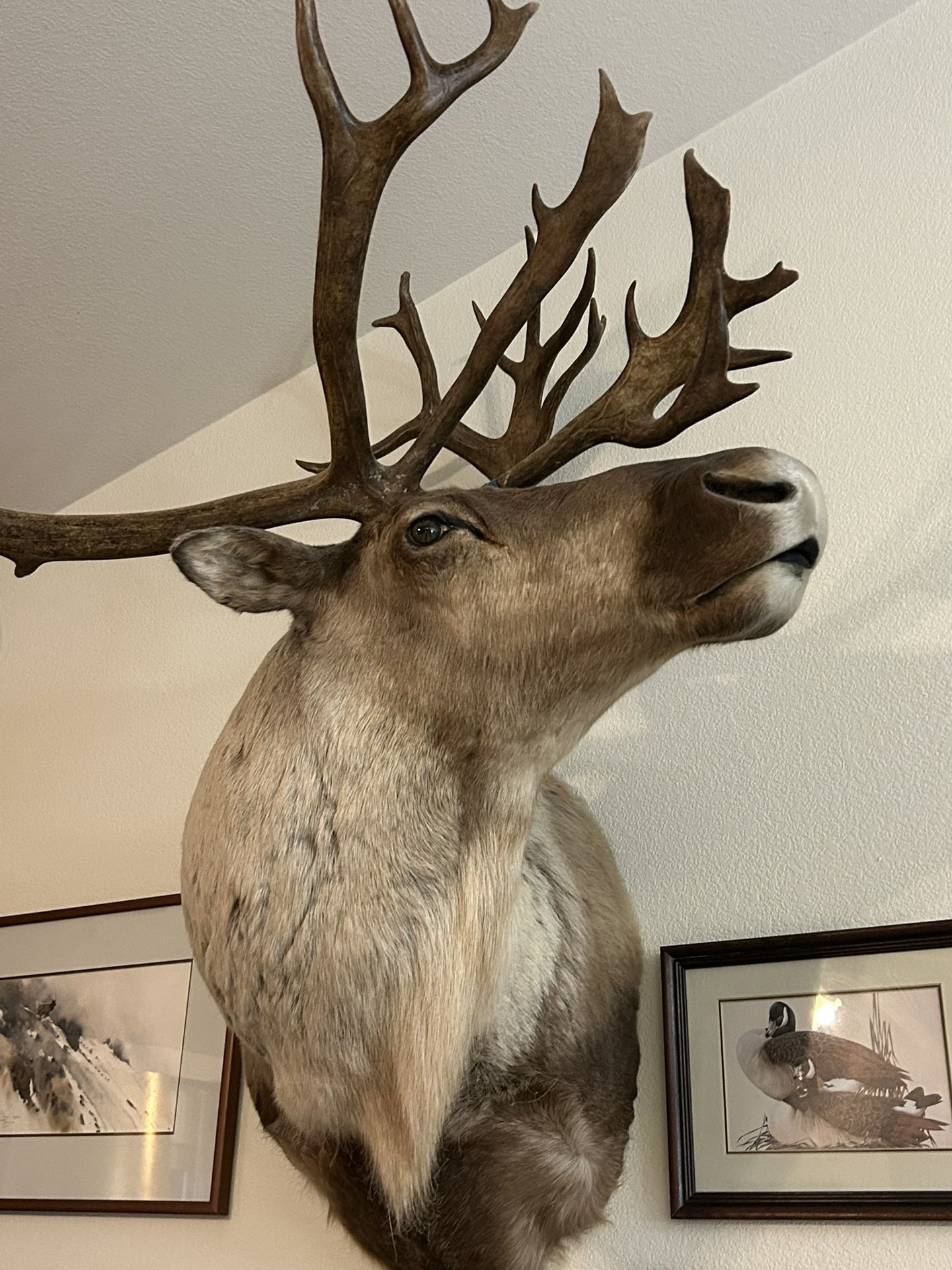 Caribou Mount taxidermy