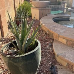 Blue Agave Plant In Glazed Pot / Patio Garden Plant  And Pot Full Sun 