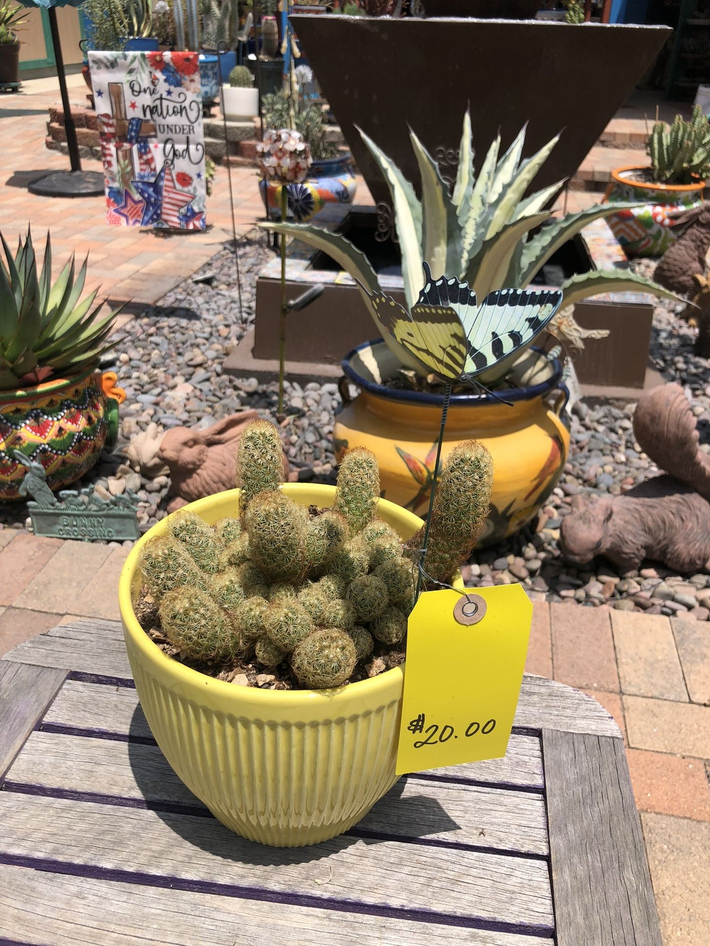 Mammillaria Elongata LADYFINGERS Cacti Plant In Yellow Ceramic Pot