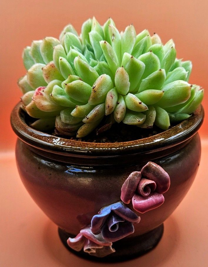 Echeveria Primera Cluster Leaf Variegation Rare Korean Import Succulent