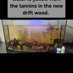 Free Fish And Fish Tank