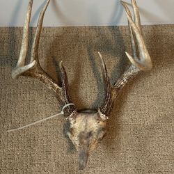 Whitetail Deer Antlers