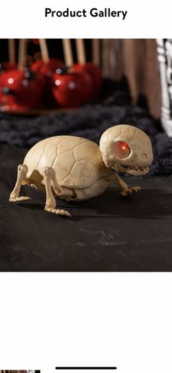 Scary Skeleton Turtle!