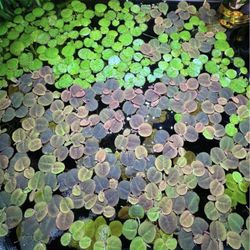 Tiger Frogbits Floaters