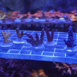 Reef Tank Decorations Easy Sps Pack