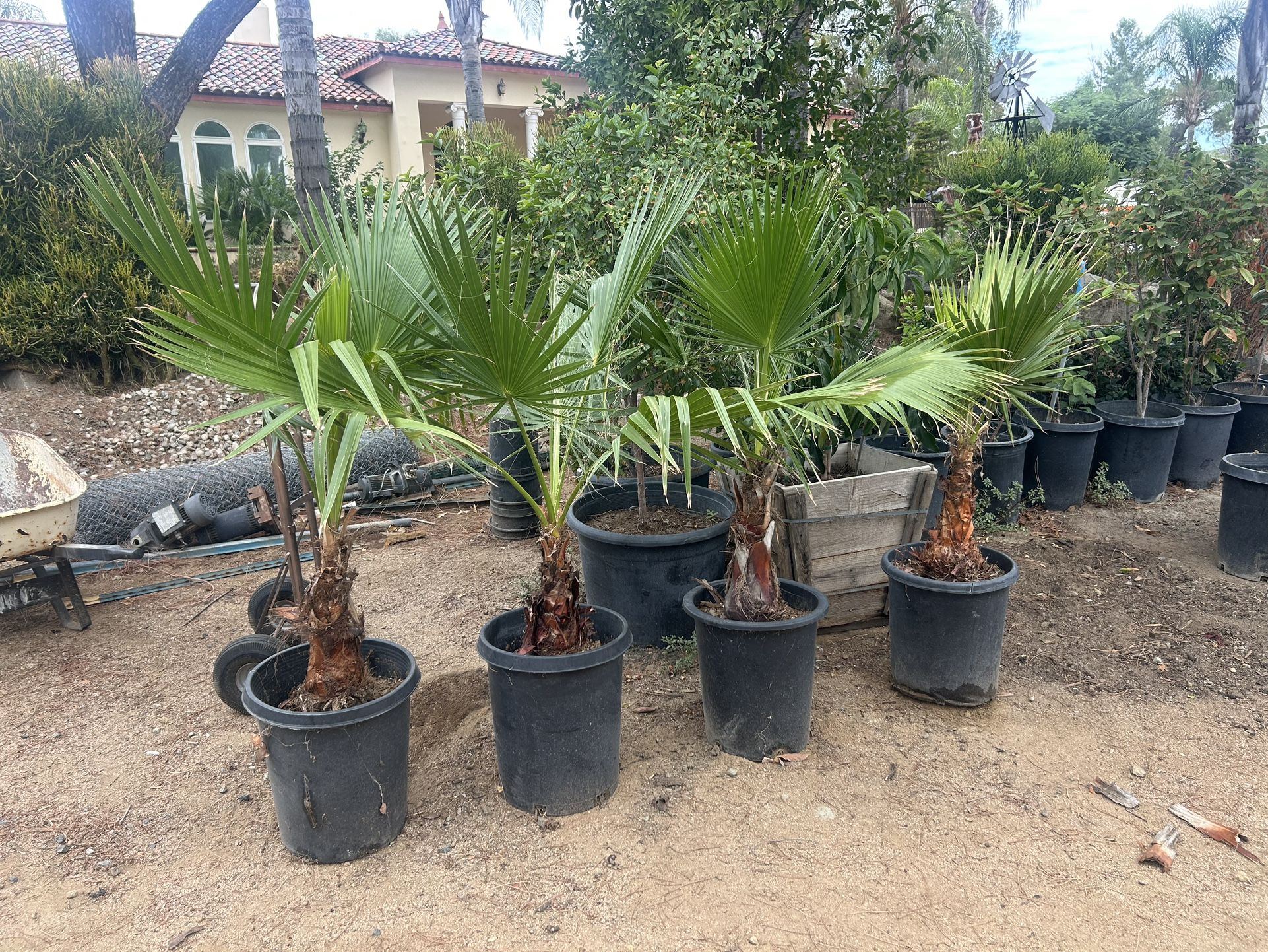 4 , 15 Gl. Palm Trees,  Approximate 5’ Tall  " $25 ea. MAKE ME ANOFFER”