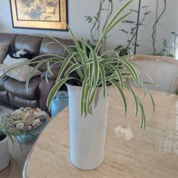 🌿 FOR SALE: Variegated Spider Plant (Chlorophytum comosum ‘Vittatum’) – $18 🌿