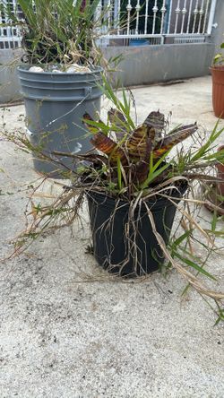 Striped snake plant