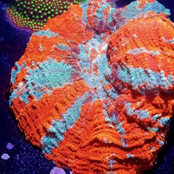 Aquarium Acuario Fish & Coral 