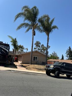 Palm treaming