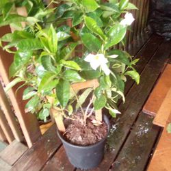 White Mandevilla