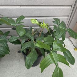 10” florida green philodendron 
