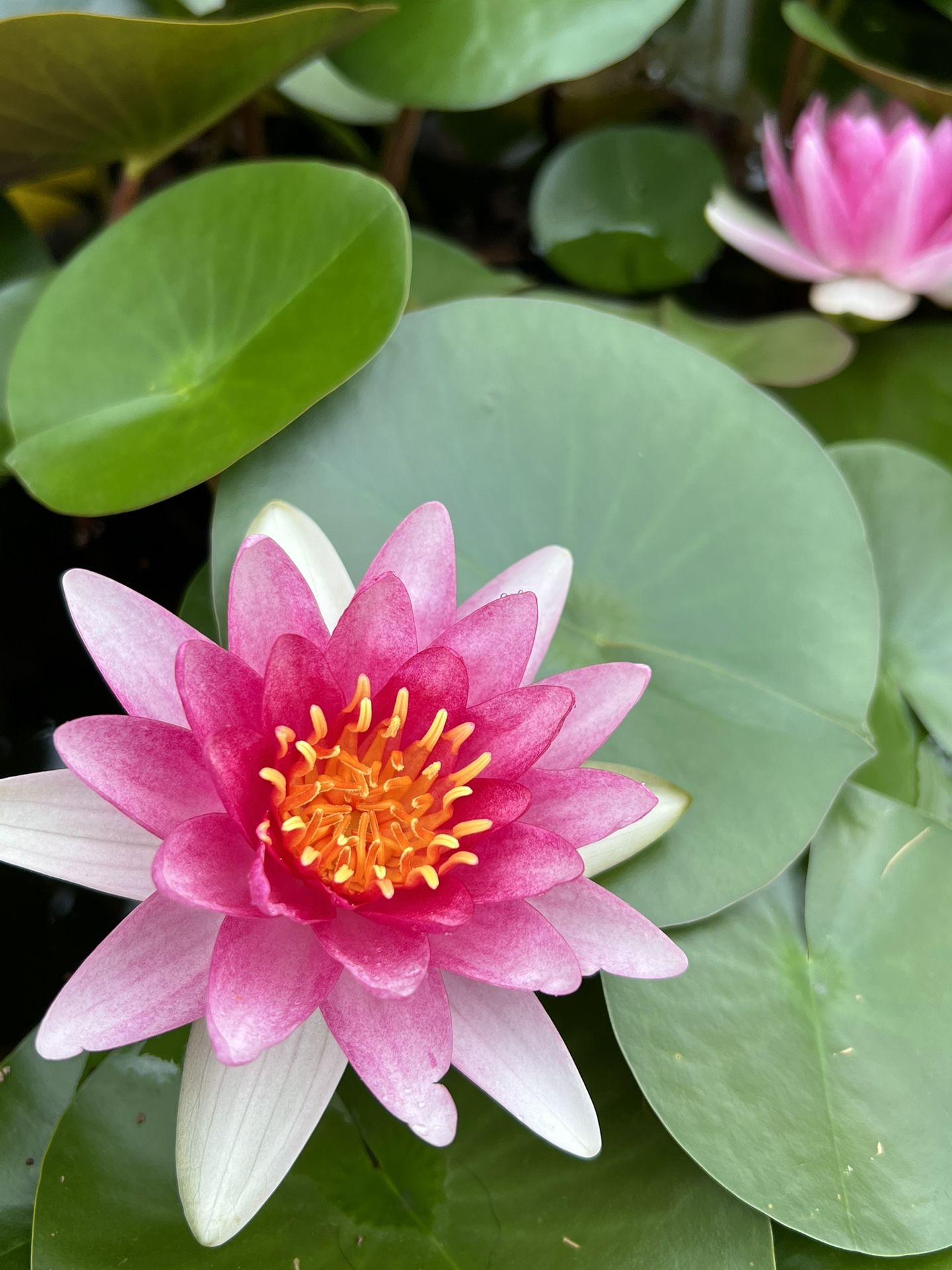 Pond Lilies, Water Lilies, Bareroot in 6” Nursery Pots, Pink Flowers, Two For $15