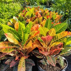 Croton Petra 7gl Privacy Hedge Plants $18