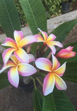 Plumeria