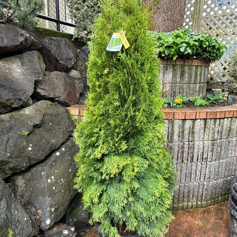 Emerald Green Arborvitae 