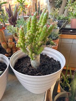 Cactus plant