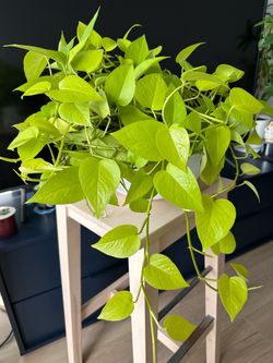 🌿 Large & Healthy Neon Pothos 🌿