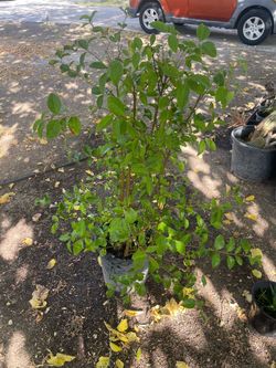 nice bush plant