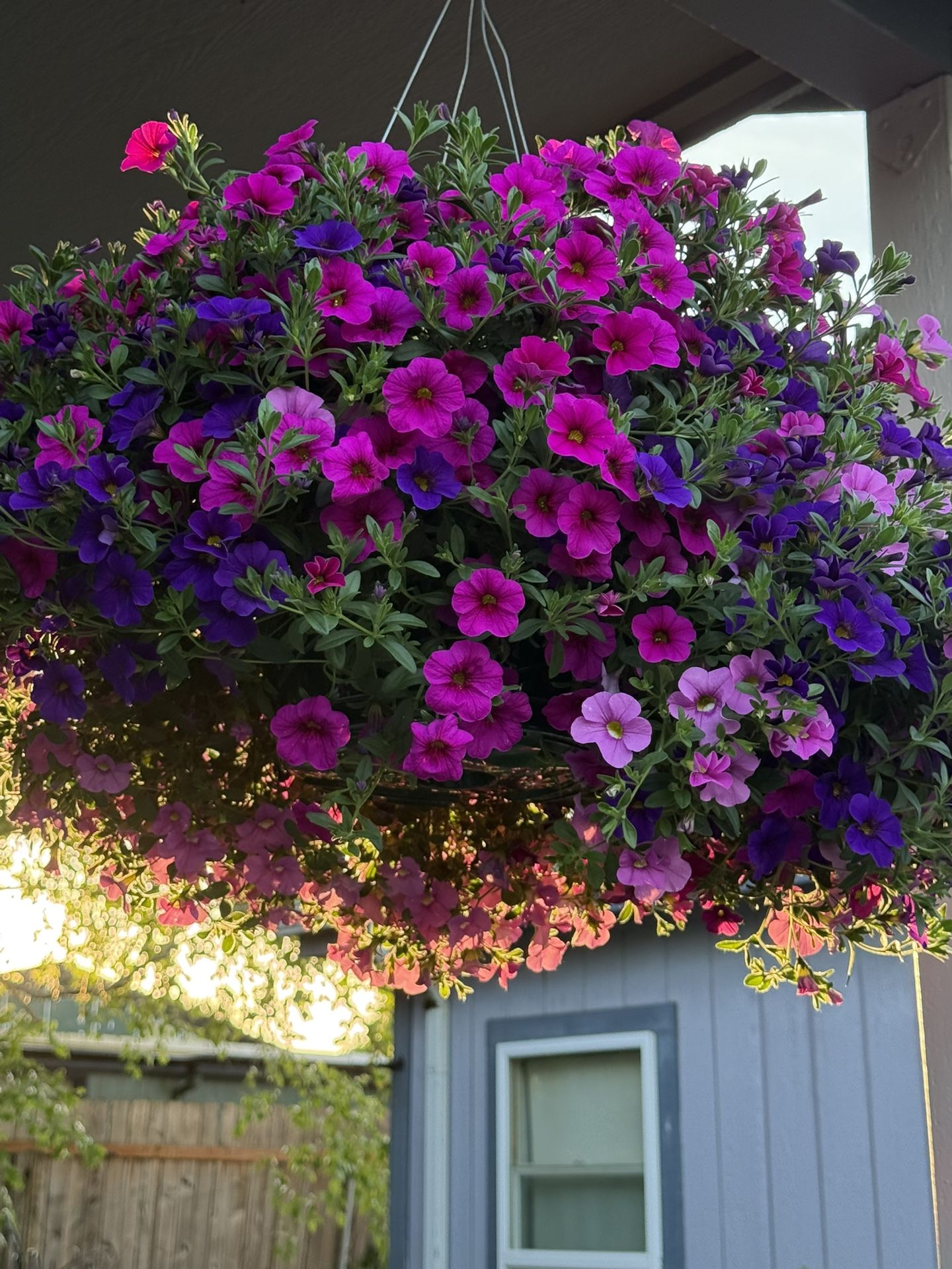 Hanging Baskets Huge