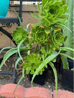 Cute Succulent