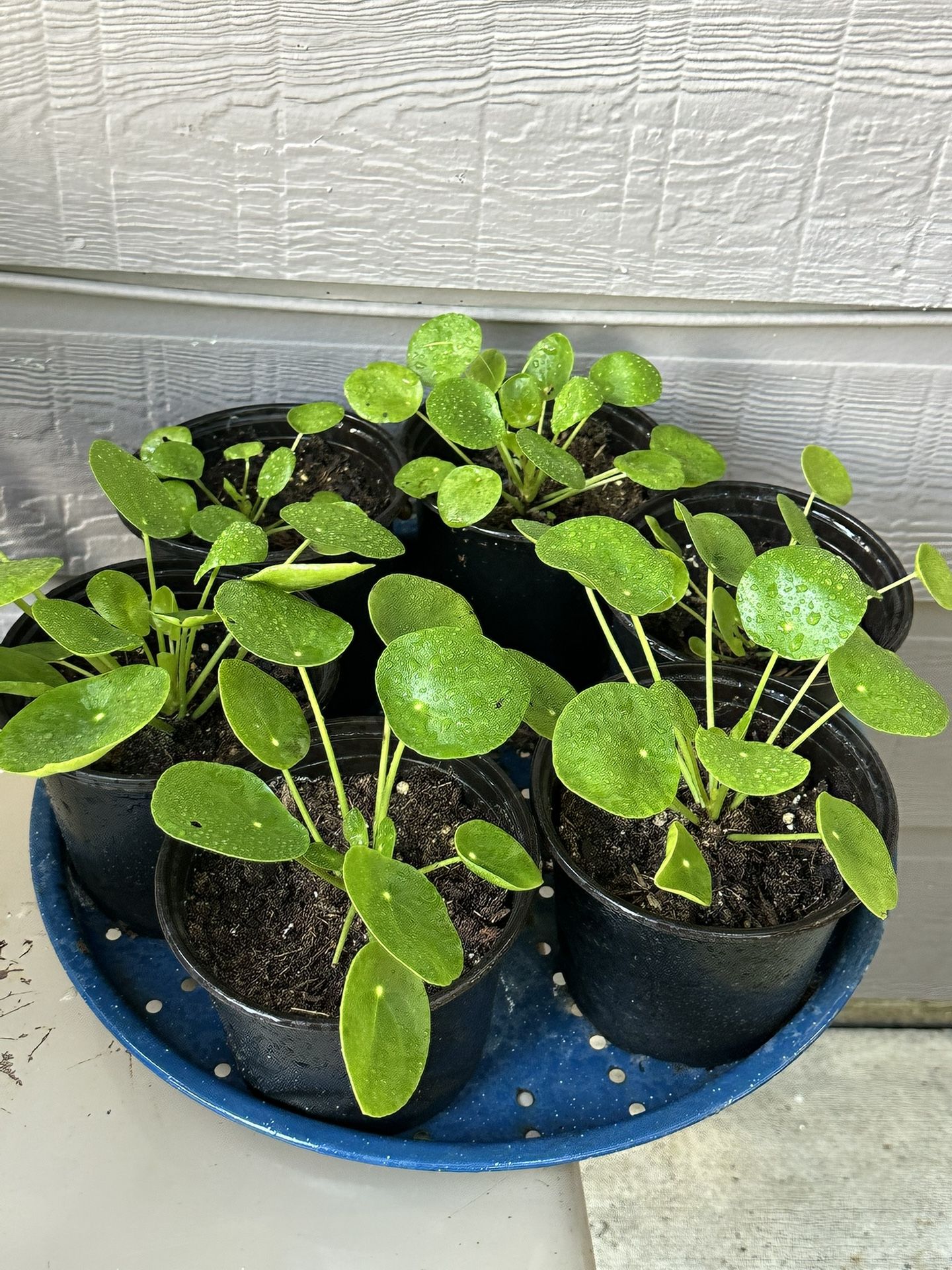 Chinese Money Plant