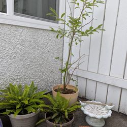 Patio Plant Set Up 