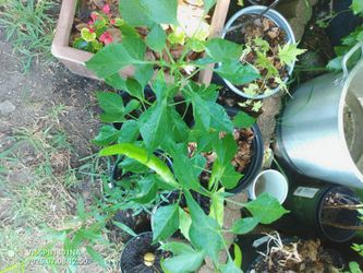 Chile guajillo listo para transplantar $6 Dlls