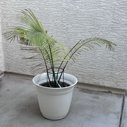 Palm