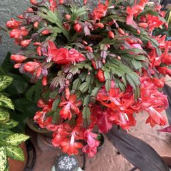 Entrenador De Perros