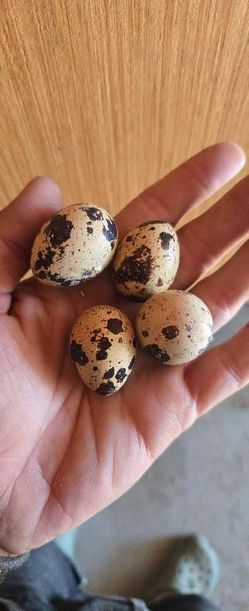 Quail eggs for eating (non-fertile)