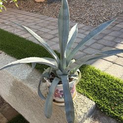 Agave plant. About 2 feet tall. Pot not included