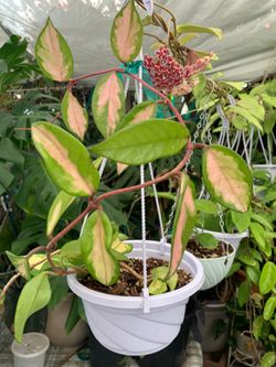 Hoya Crimson Princess