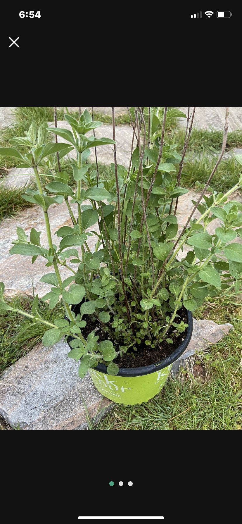 Potted Oregano Plant