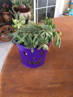 7 different type of succulents