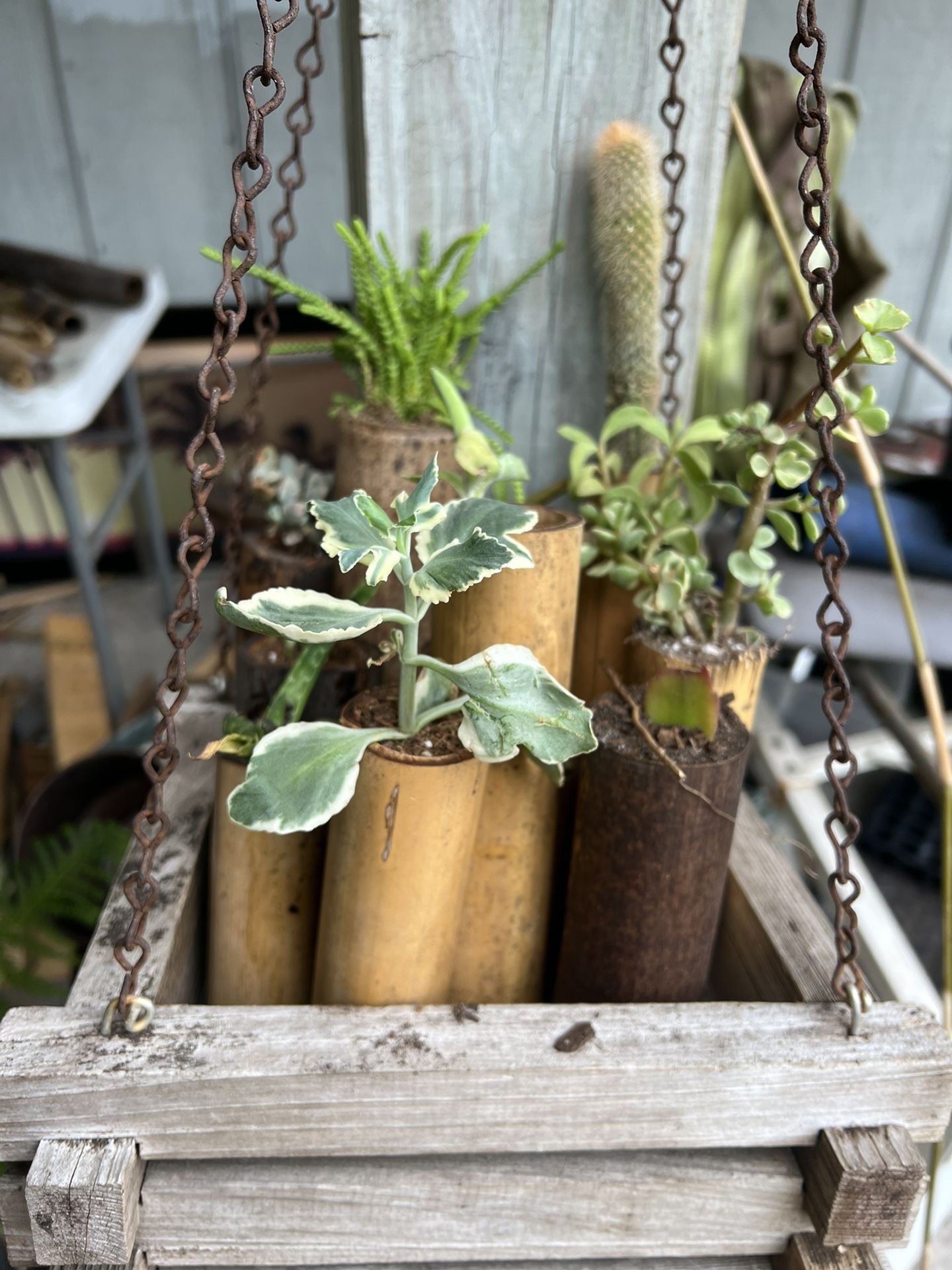 Bamboo Crafted Pots for Succulents/small Plants/ Decoration