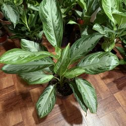 ♥️Aglaonema also known as Chinese Evergreen(LOW MAINTENANCE PLANT( PLS Read description ♥️