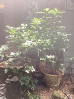 Hydrangea 'Fuji Waterfall'