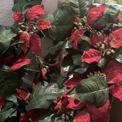 Christmas Reef 