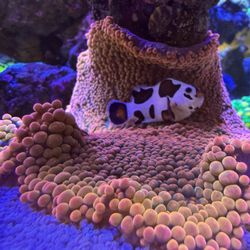 Haddoni Rainbow Carpet Anemone 