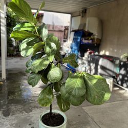 Fiddle Leaf Fig Indoor Plant