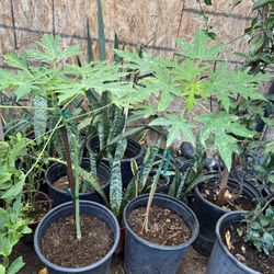 Mexican Papaya Trees Almost 3 Feet From The Ground Above $35 Each Price Firm