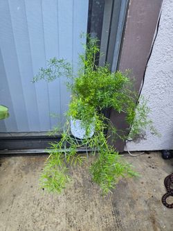 Asparagus Ferns plant/ planta Espárrago