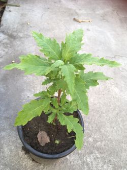 Epazote natural