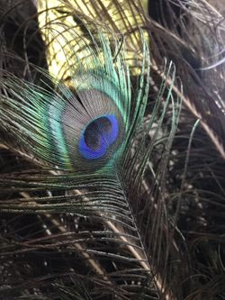 Real peacock feathers
