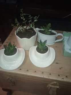 Succulents