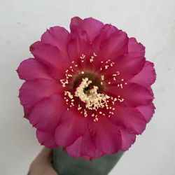 Cactus Blooming Plant, Is A Collection Plant, In 6 Inch Pot Pick Up Only