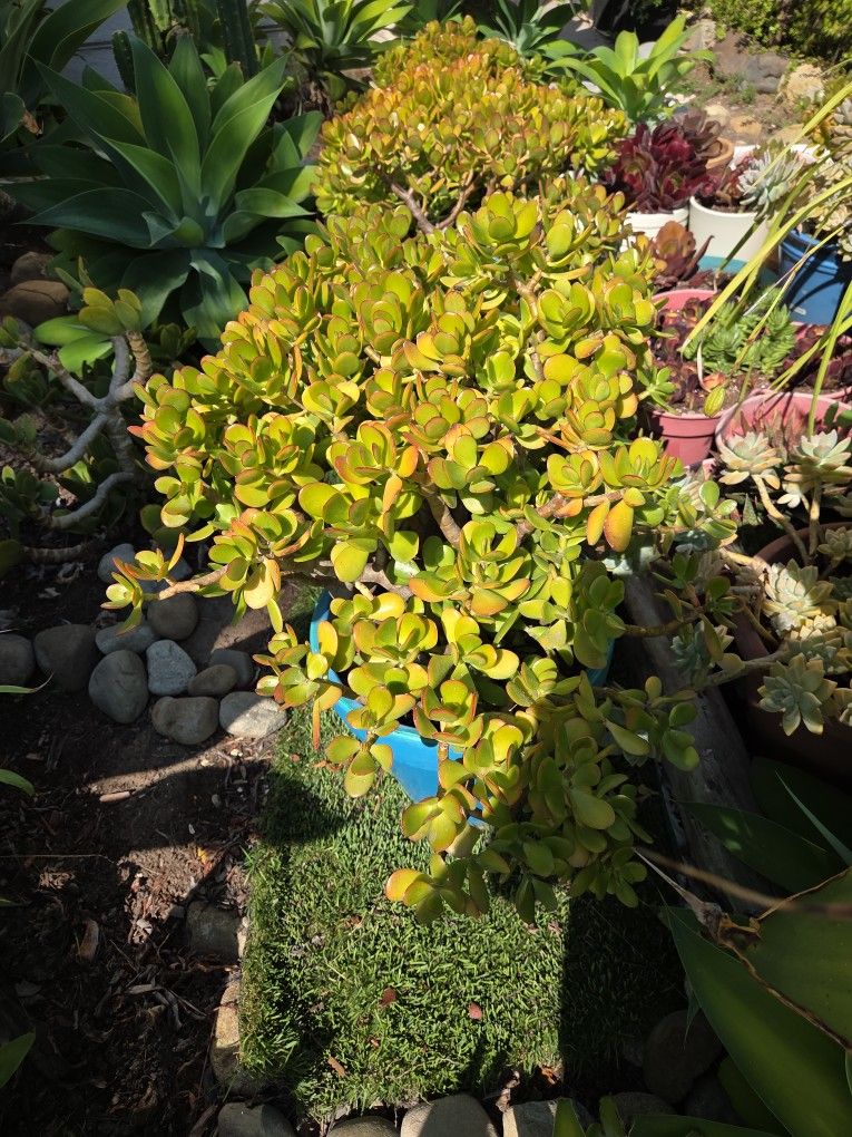 Jade Plants 