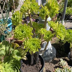 6in Pot Aeonium Tree Succulent Plant 